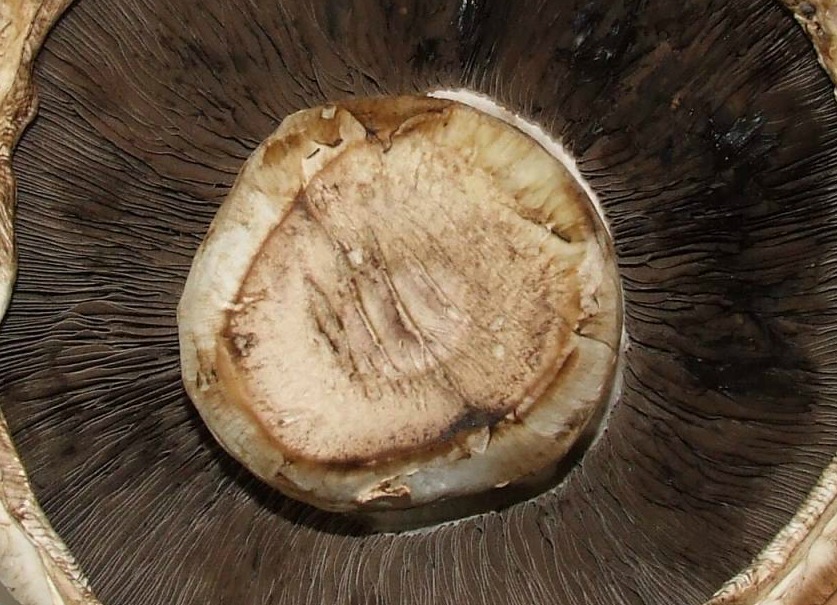 Giant_mushroom_underside